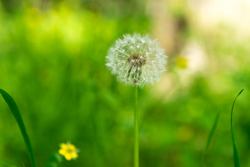Close-up of dandelion on green sunny meadow. Spring theme