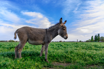 Naklejka na ściany i meble Beautiful donkey in green field with cloudy sky