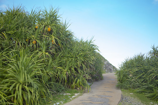 Pandanus odoratissimus in Honohoshi beach park ,Amami Oshima island