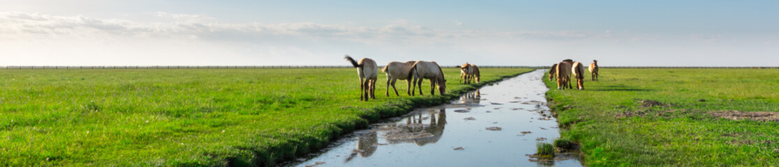 Naklejka na ściany i meble Beautiful horses in green field with small river