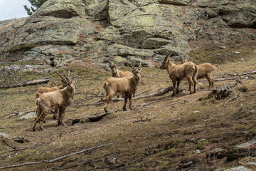 Fototapeta premium Bouquetins 6