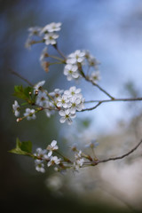 cherry blossoms in sunlight