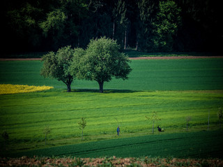 Bäume im Feld