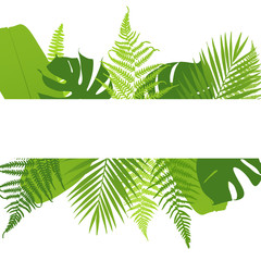 Banner with ferns. Tropical leaves. Vector illustration.