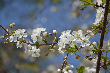 Spring flowering plum
