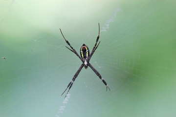 spider