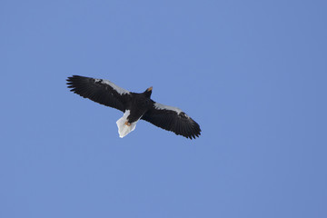Adult Steller's sea eagle hovering over the ocean on a sunny winter day