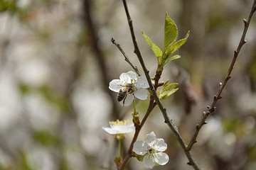 Spring flowering plum