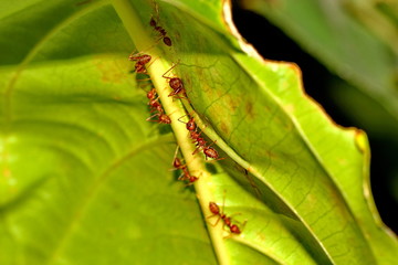 ants