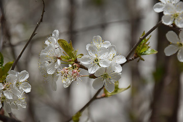 Spring flowering plum