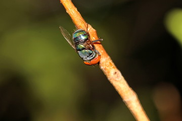 housefly