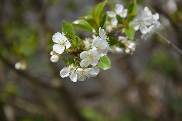 Spring flowering plum