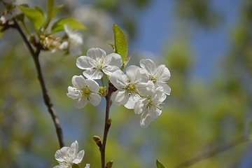 Spring flowering plum