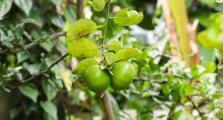 Close up of ripe lemon tree in the garden