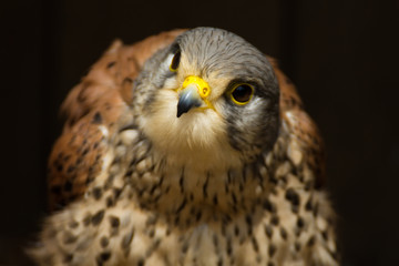 Dragonfly - curious falcon peregrin bird