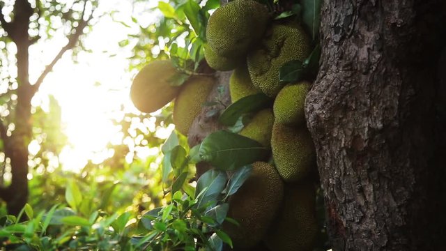 Jackfruit or bread tree