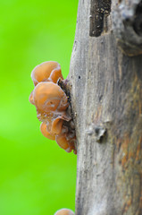 Auricularia auricula-judae, delicious Judas Ear mushrooms grows on wood. Healing mushroom in forest.
