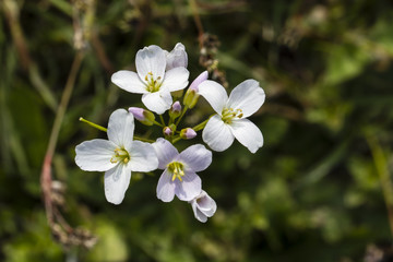 Creeper meadow flowers - Cardamine pratensis.