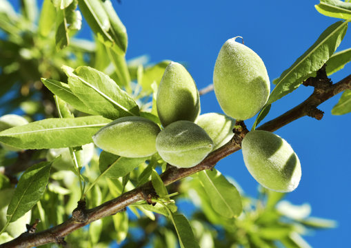 branch of almond tree with green almonds