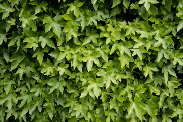 Fototapeta na wymiar lierre lierre grimpant matière vert feuille texture végétal flore