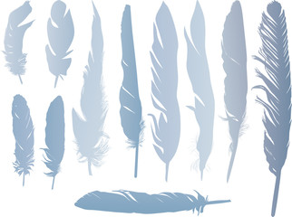 eleven light blue feathers isolated on white