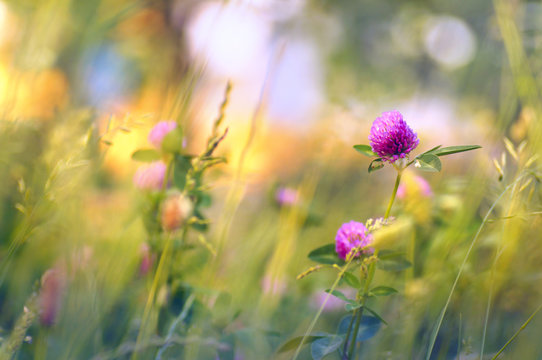 Wild flowers of clover in a meadow in nature in the rays of sunlight in summer in the spring close-up of a macro. A picturesque colorful artistic image with a soft focus.