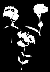 set of three garden white flower silhouettes on black