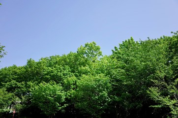 初夏の新緑