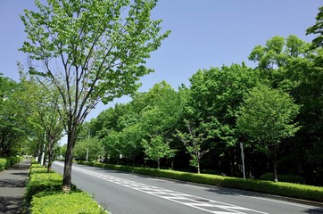 Fototapeta na wymiar 初夏の新緑