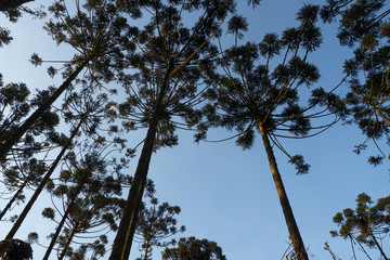 Araucaria tree (Araucaria angustifolia)