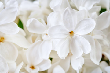 Fototapeta na wymiar Beautiful flowers of white lilac close up.