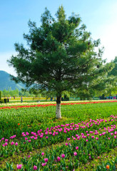 Indira Gandhi Tulip Gardens