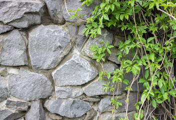 Ivy on a stone wall