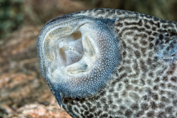 Detail of mouth of suckermouth fish