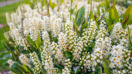 Group of beautiful blooming white flowers. 