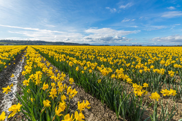 Fototapeta premium Field of beautiful yellow daffodils. Blooming narcissus in spring.