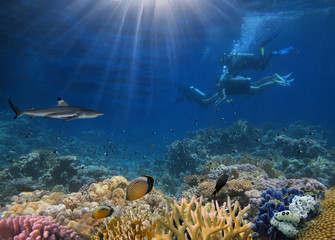 Tiger Shark and underwater photographers