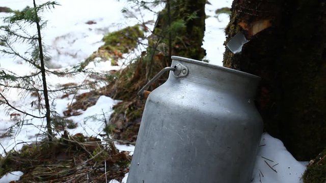 Берёзовый сок. Слёзы дерева. Весенний лес. Birch sap. Tree tears. Spring wood.