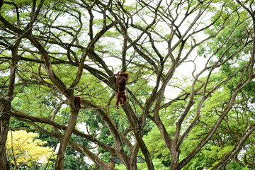 Monkeys on the tree