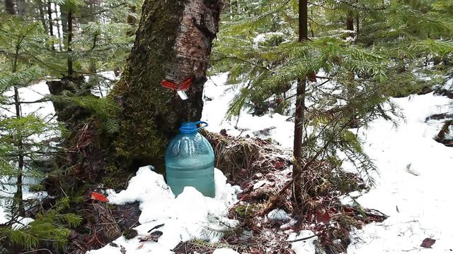Берёзовый сок. Слёзы дерева. Весенний лес. Birch sap. Tree tears. Spring wood.