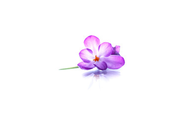 Beautiful purple crocus flower