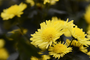 Autumn Chrysanthemum Show