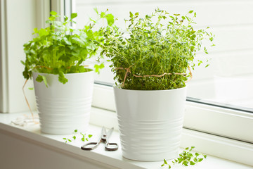 fresh thyme and cilantro herbs in white pot on window