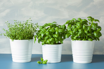 fresh basil thyme herbs in pots