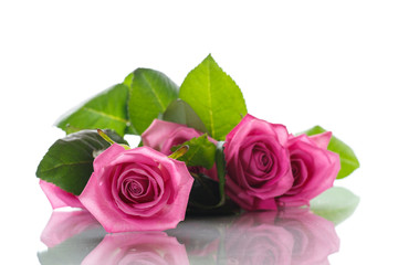 Naklejka premium Beautiful pink rose