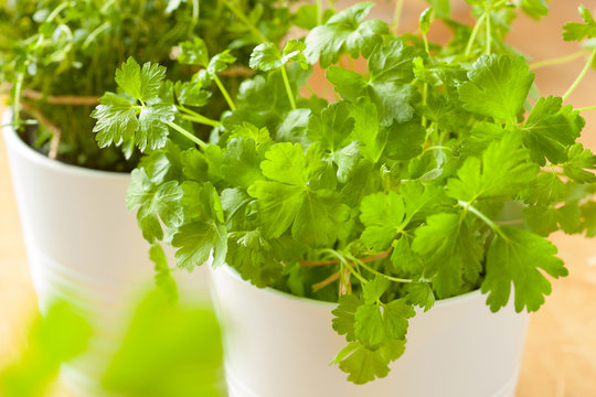 Fresh Cilantro Herb Coriander Leaf In Pot