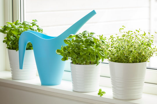 fresh basil thyme herb in a pot on window watering can