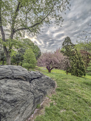 Central Park, New York City spring