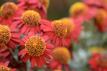 Autumn Chrysanthemum Show