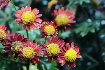 Autumn Chrysanthemum Show